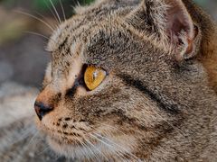 -狼山风景名胜区