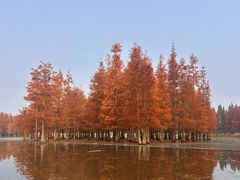 -白鹭湾湿地公园