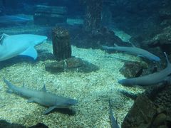 -海合安青岛极地海洋公园