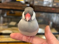 -吉丁鸟咖·异宠·寄养