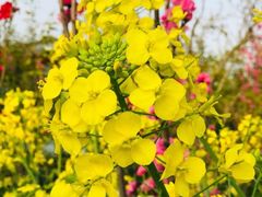 -南汇桃花村