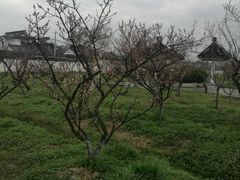 -林屋梅海青梅保护基地