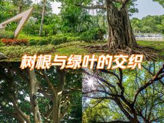 -瑞丽独树成林风景区