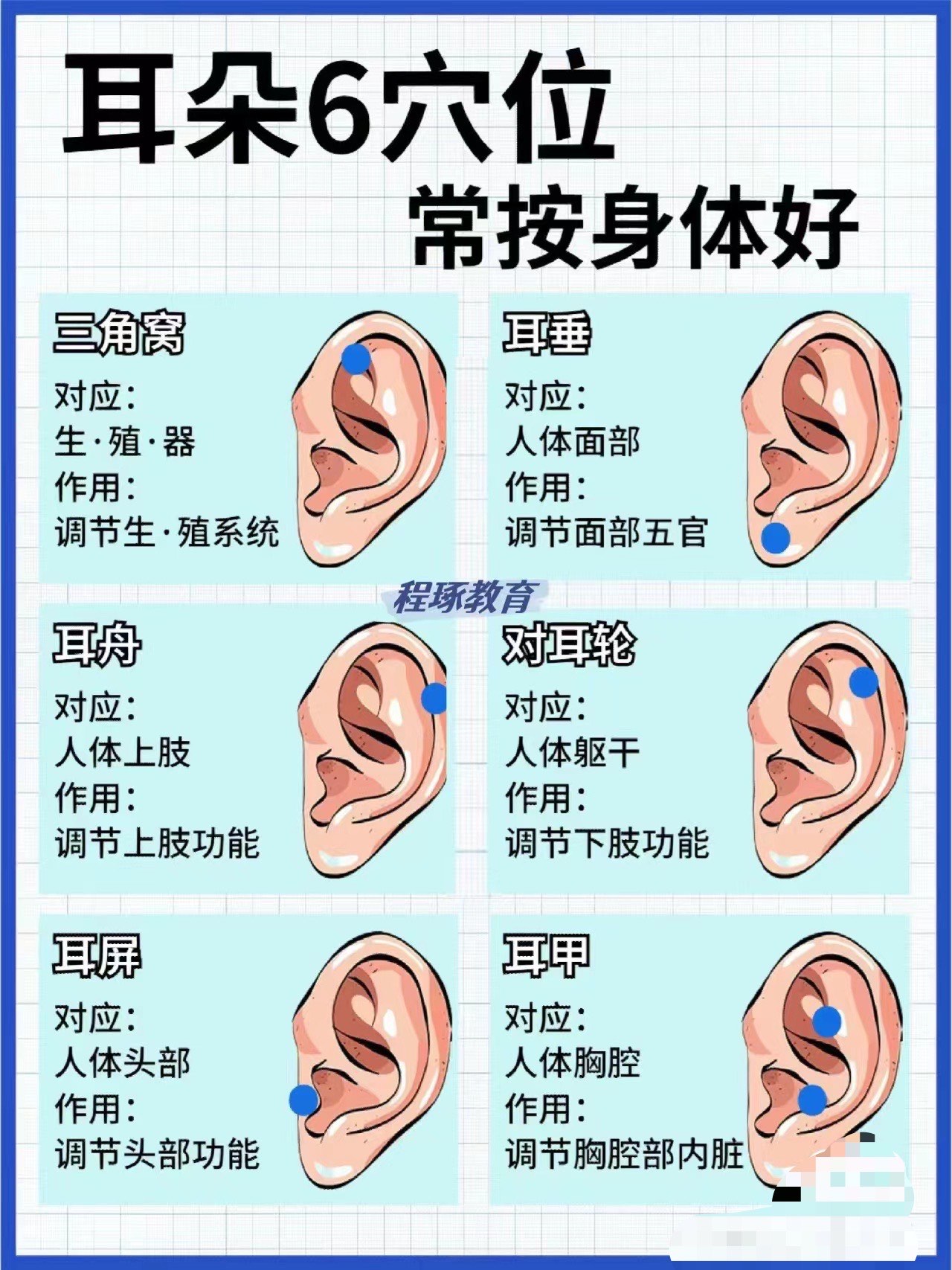 耳朵对应的身体部位图图片