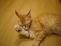 -小猫来了·猫舍(红山六九七九店)