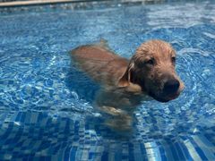 -汪说喵讲宠物乐园宠物酒店(红星美凯龙店)