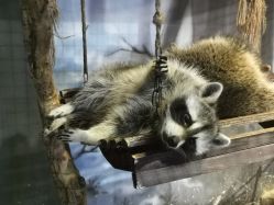 -酷嗒动物文化乐园(cutezoo西溪乐天城店)