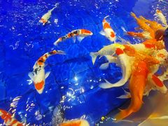 -鹏天阁酒楼·海鲜(红旗店)