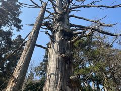 -天目山大树王景区