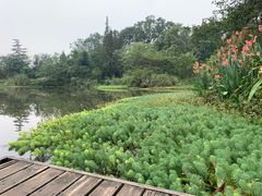 -桤木河湿地公园