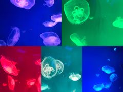 -芜湖新华联大白鲸海洋公园