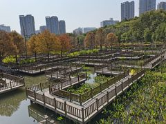 -五缘湾湿地公园