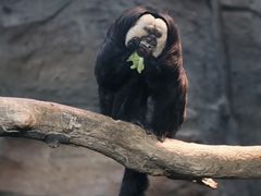-ZOO COFFEE动物园咖啡(红山森林动物园店)