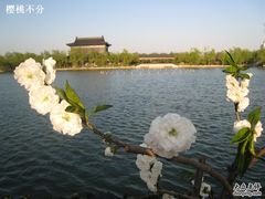 -南汇桃花村
