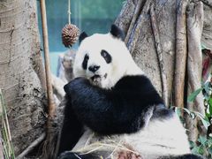 -广州动物园