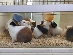 -三旗百汇商品城