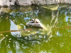 -龙华寺