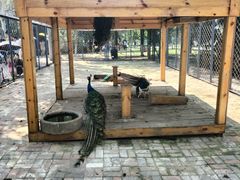 -长白岛森林公园