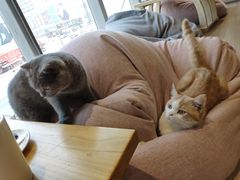 -藏猫猫咖啡主题馆(中央大道店)