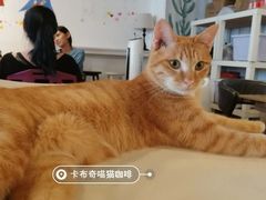 -Cappucimeow猫咪咖啡馆(韦伯时代店)