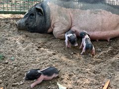 -北京野生动物园