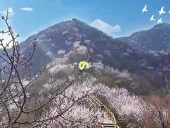 -大岭沟猕猴桃谷风景区
