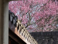 -杭州植物园
