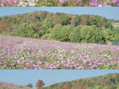 -武汉木兰草原风景区