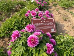 -曹州百花园