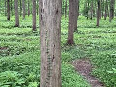 -黄海国家森林公园