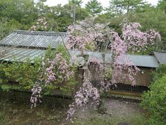 -料亭菊水楼