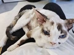 -琪喵猫屋·撸猫猫咖·猫舍