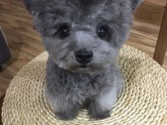 -小勇士宠物美容工作室