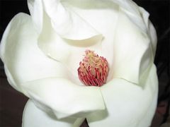 IMG_0578-茂德公草堂