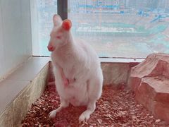 -昆明大悦城未来动物城(螺蛳湾中心店)