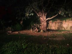 -清迈夜间动物园