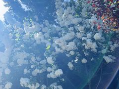 -上海滨江森林公园