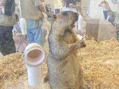 -怪兽屋·羊驼·猫咖·狗咖(俊华广场店)