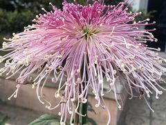 -国家植物园
