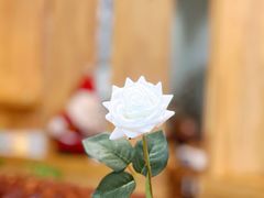 -桉树林A coffee 森林餐厅(三圣乡店)