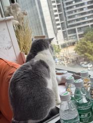 -和木形象