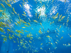 -上海海昌海洋公园