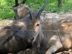 -北京野生动物园
