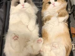-小红车炸蛋葱油饼