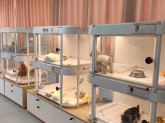 -翊宠yipet猫狗购宠庄园犬舍•猫舍