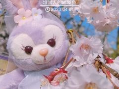 -顾村公园