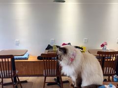 -有猫主题·治愈系猫咖(曾厝垵店)