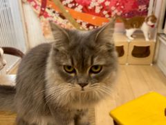 -Let's go狗咖·猫咖·奶狗·桌游(春熙路IFS店)