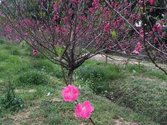 -南国桃园旅游度假区