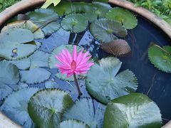 -深圳国际园林花卉博览园